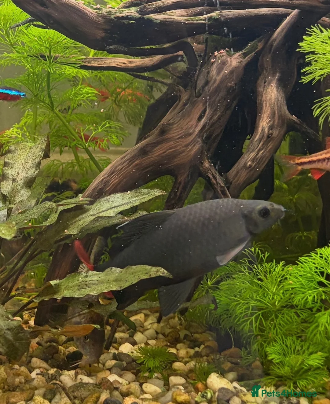 Sharks fish for sale: Red tailed shark in Leicester - Advert 2