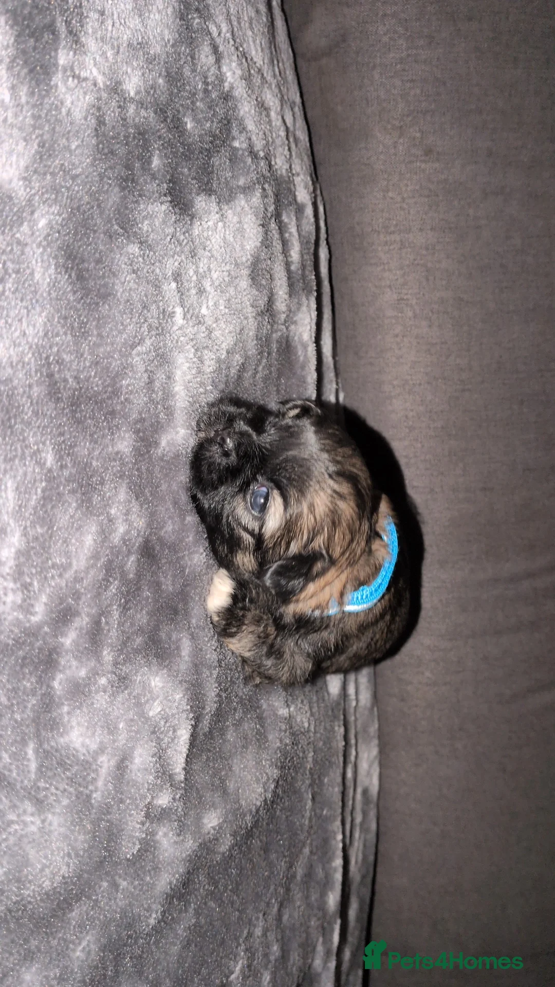 Lhasa Apso dogs for sale: 4 Beautiful beautiful Lhasa Apso Babies For Sale  - Advert 13