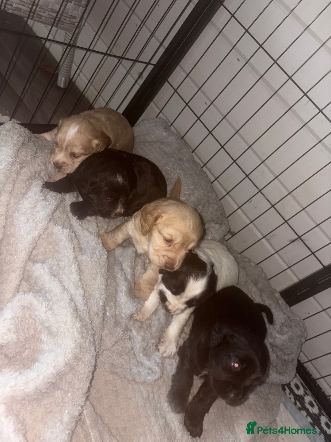 Cocker Spaniel dogs for sale: KC FTCH working cocker spaniel puppy’s  - Image 1