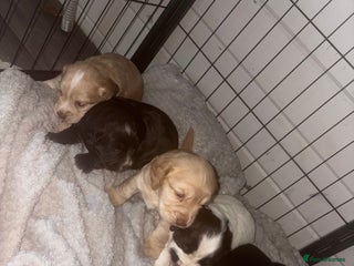 Cocker Spaniel dogs - Advert 1