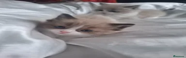 Ragdoll Kitten 3