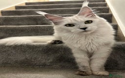 Maine Coon cats for sale: Beautiful shaded Maine coon boy  - Image 3