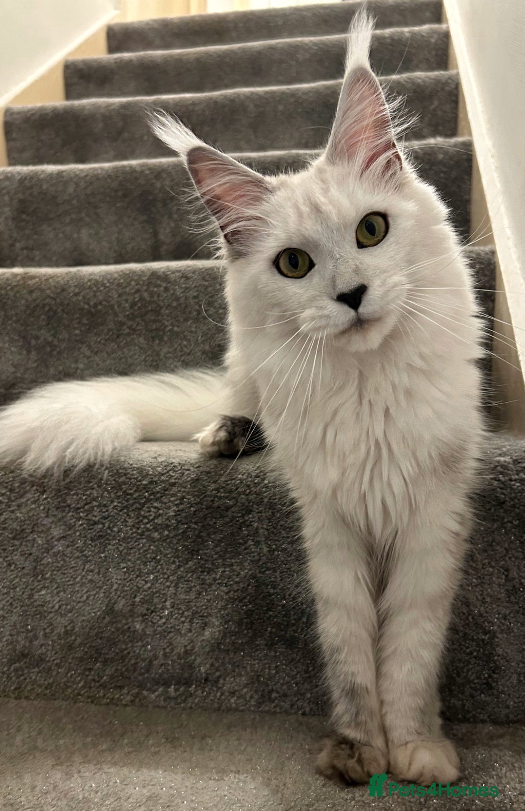 Maine Coon cats for sale: Beautiful shaded Maine coon boy  - Image 3