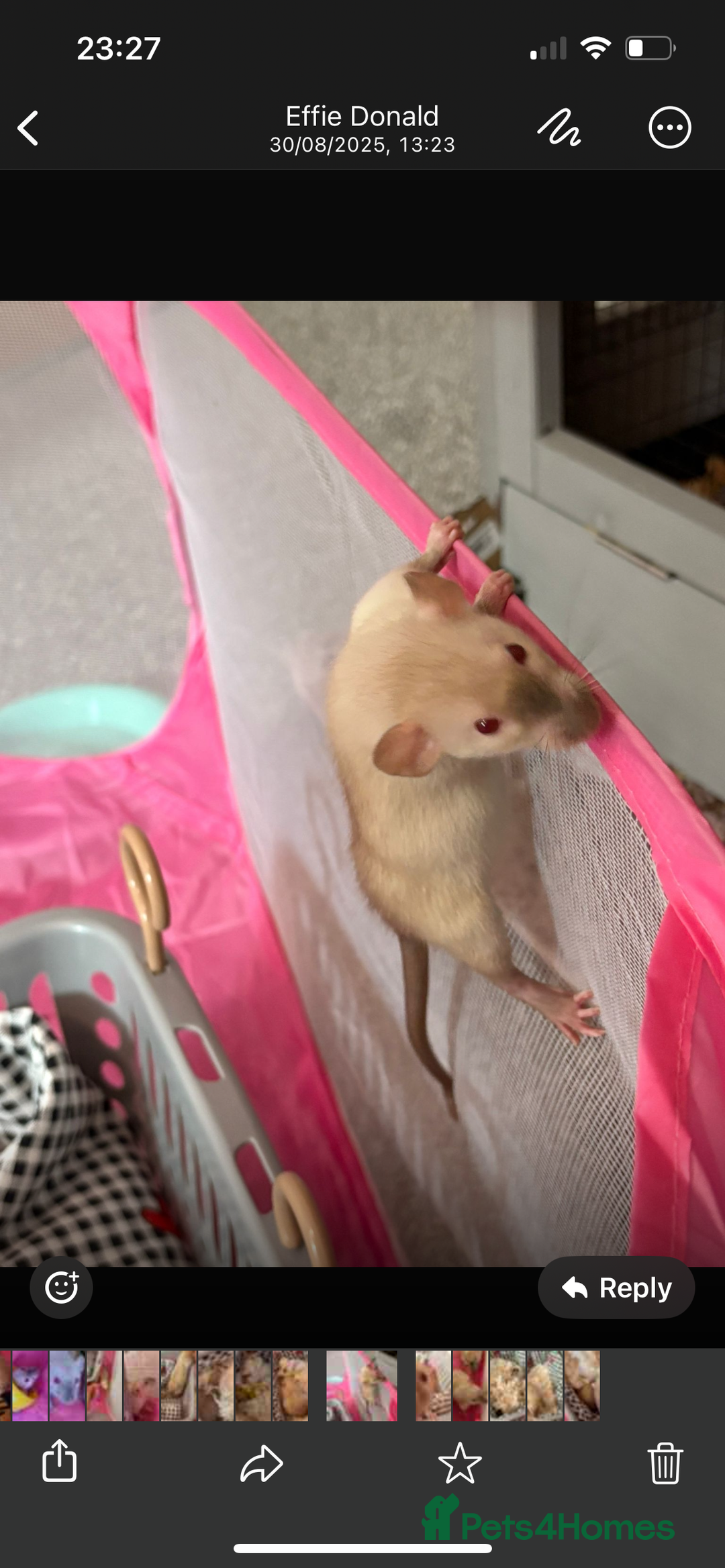 Rat rodents for sale: 3 adorable male Dumbo Rats - Image 11