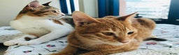 Mixed Breed cats for adoption: TALULA RARE GINGER GIRL & CALLIE 6M BONDED GIRLS - Advert 10