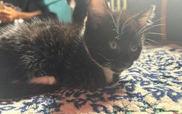Mixed Breed cats for sale: Kittens for sale — £50 each - Image 12