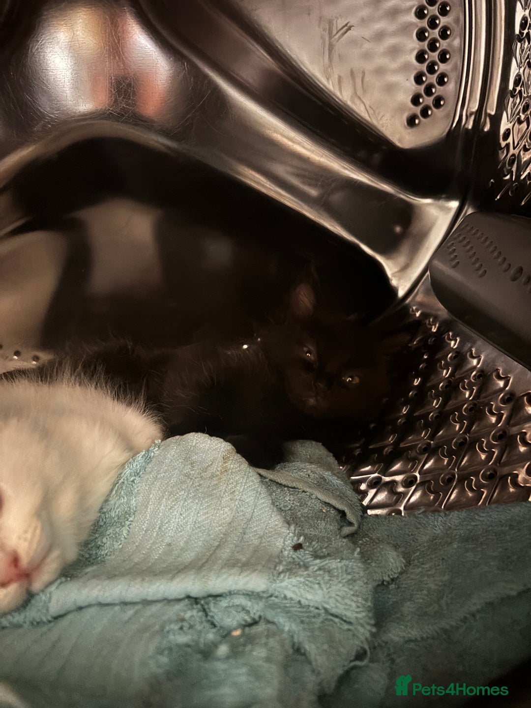 Mixed Breed cats for sale: 3 Cute kittens ready ASAP £100 - Image 5