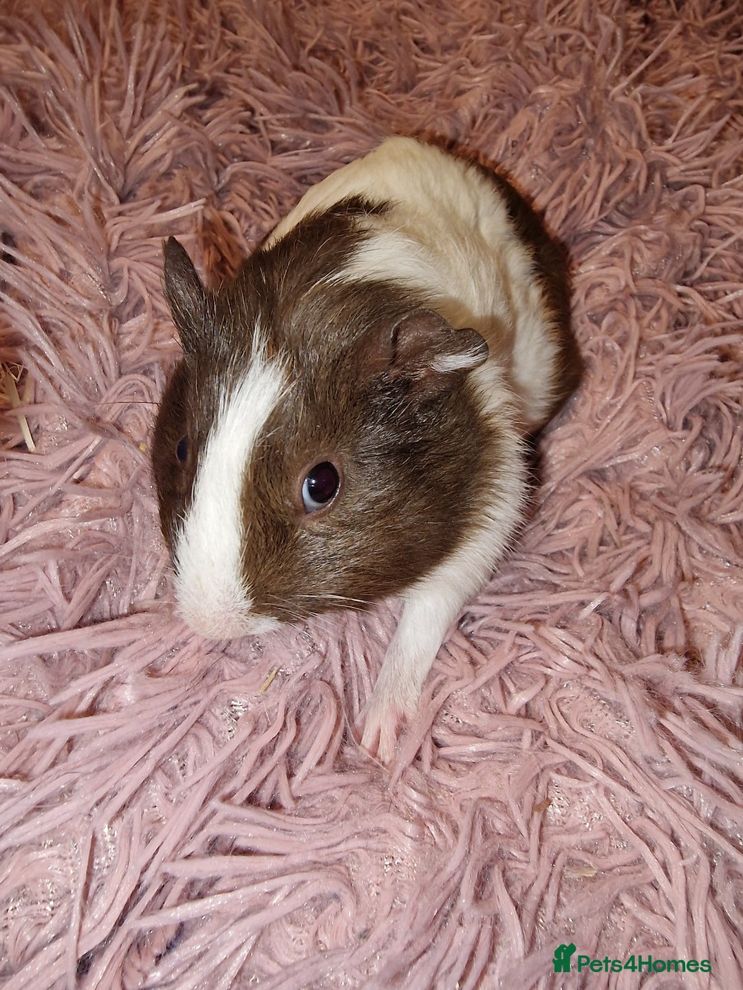 Guinea Pig rodents for sale: 5 beautiful gineapigs 4 boys 1 girl available now - Advert 16