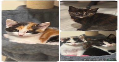 Maine Coon cats - Advert 1