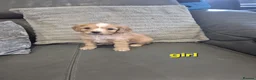 Cavapoo dogs for sale: F1 Cavapoo's  - Advert 32