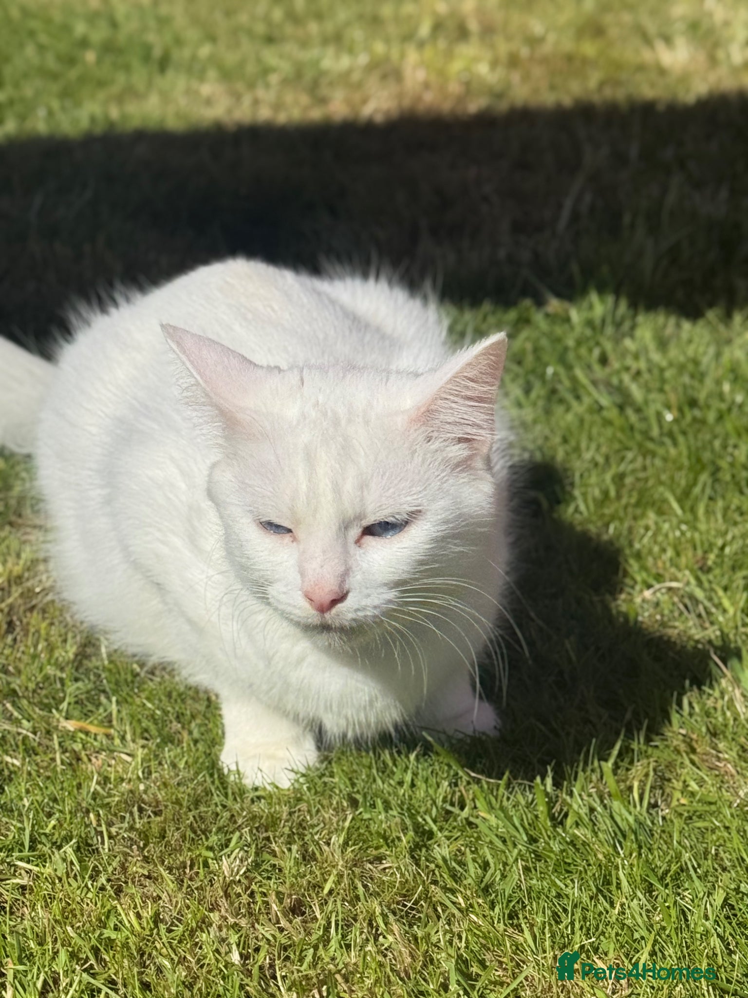 Mixed Breed cats Beautiful kittens for sale  - Advert 2