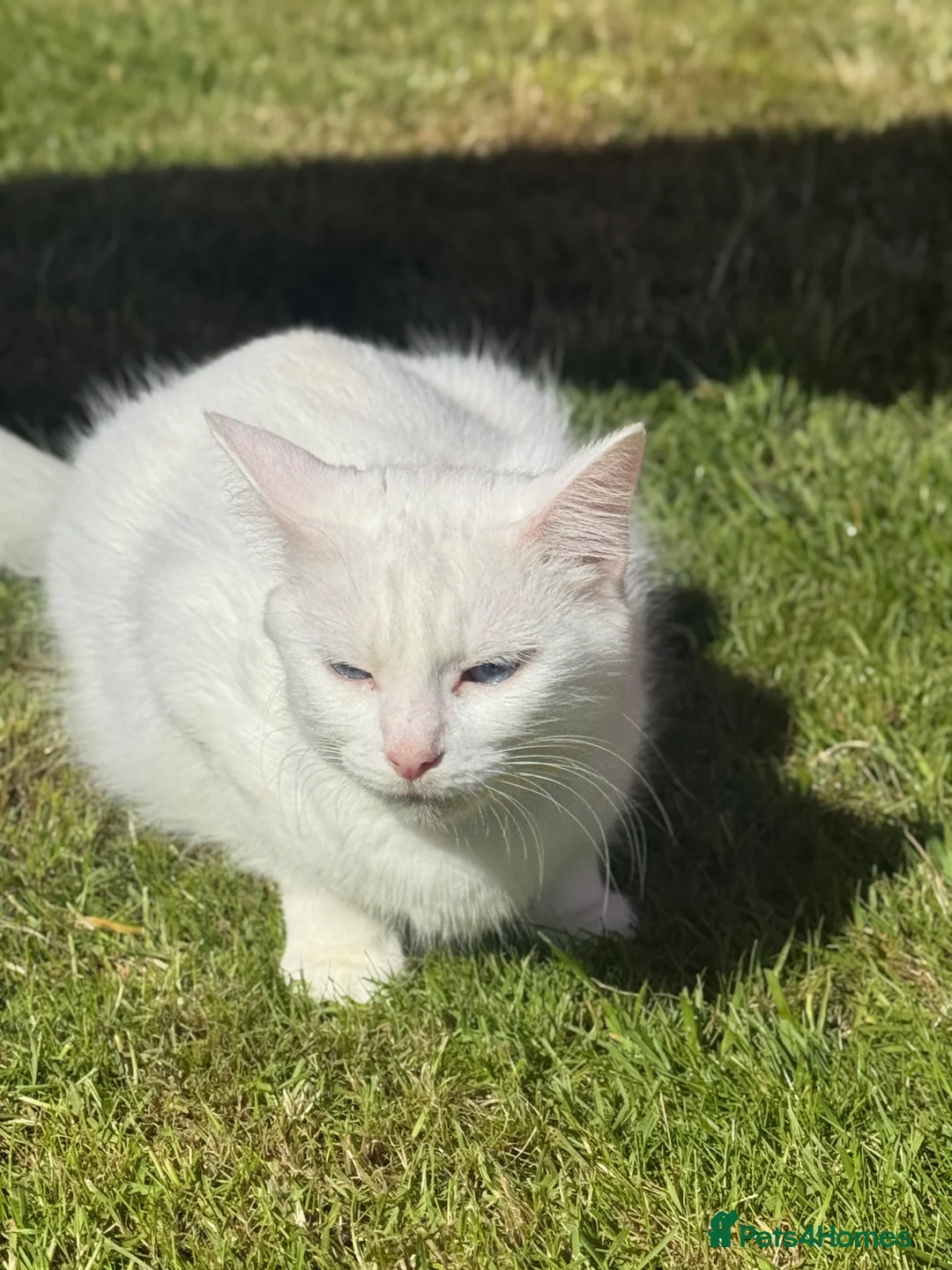 Mixed Breed cats for sale: Beautiful kittens for sale  - Advert 1