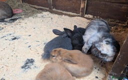 Mini Lop rabbits for sale: Mini lop baby rabbits  - Image 2