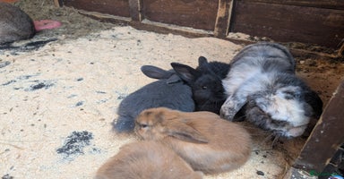 Mini Lop rabbits - Advert 12