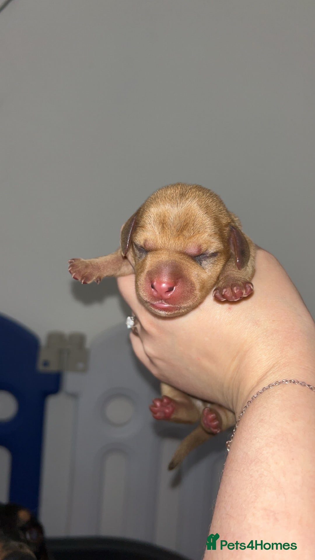 Miniature Dachshund dogs for sale: Miniature Dachshund Puppies - Image 12