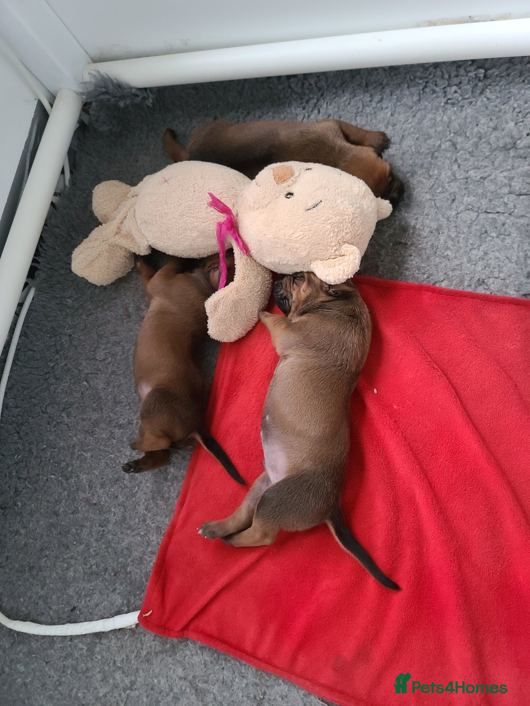 Rhodesian Ridgeback dogs for sale: Super chunky Rhodesian Ridgeback puppy - Image 11