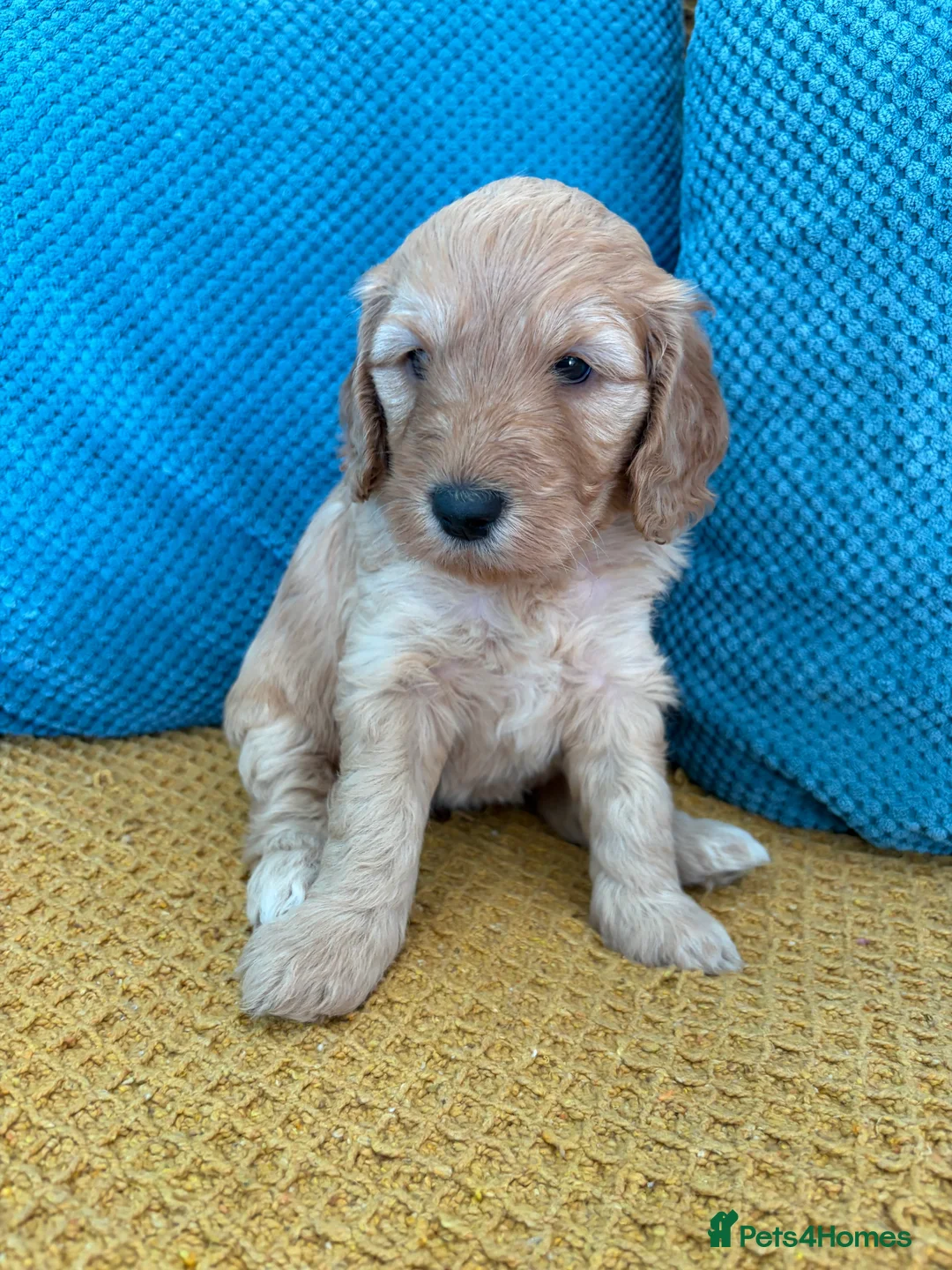 Cockapoo dogs for sale: Phantom Merle Cockapoo's - Advert 2