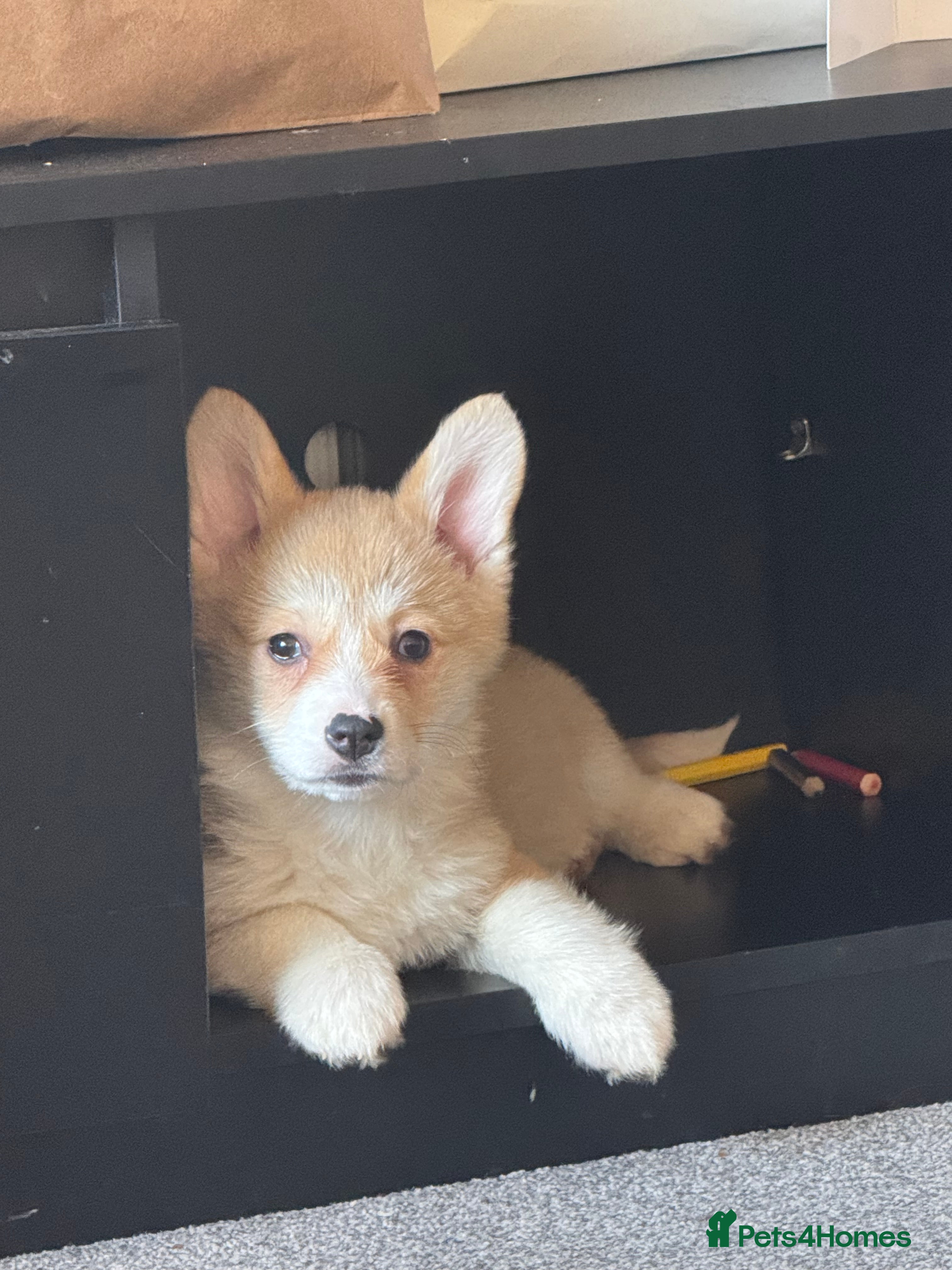 Welsh Corgi Pembroke dogs Beautiful Welsh Pembroke corgis - Advert 3