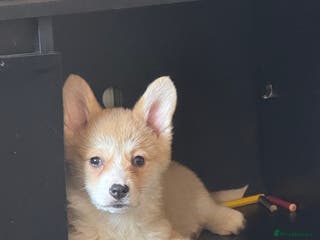 Welsh Corgi Pembroke dogs Beautiful Welsh Pembroke corgis - Advert 3