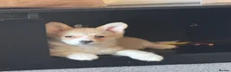 Welsh Corgi Pembroke dogs for sale: Last girl Welsh Pembroke corgi READY TO LEAVE - Advert 4