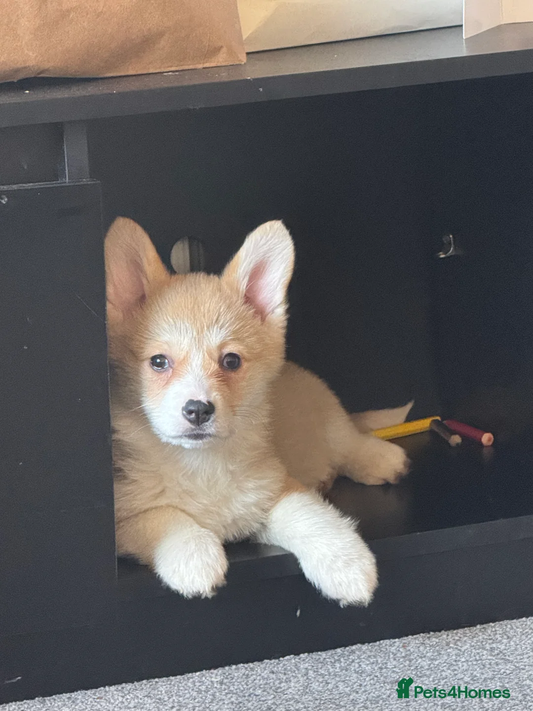 Welsh Corgi Pembroke dogs for sale: Last girl Welsh Pembroke corgi READY TO LEAVE - Advert 4