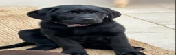 Labrador Retriever dogs for sale: 1 Year Old KC Black Lab Bitch - Advert 4