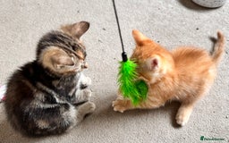 Mixed Breed cats for sale: Adorable bengal & tabby mix kittens - Image 22