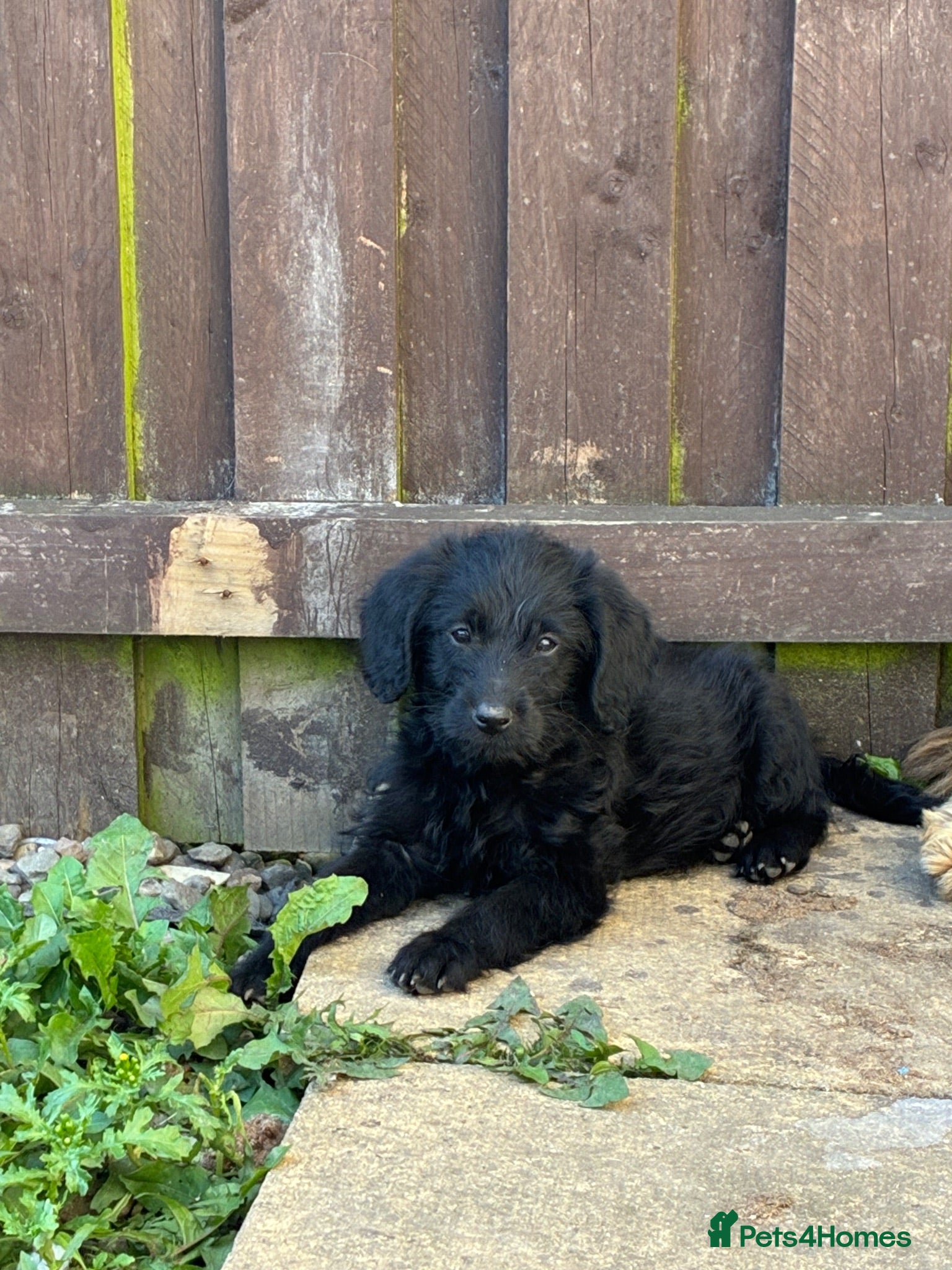 Labradoodle dogs REDUCED 3 left loving mini labradoodles  - Advert 4