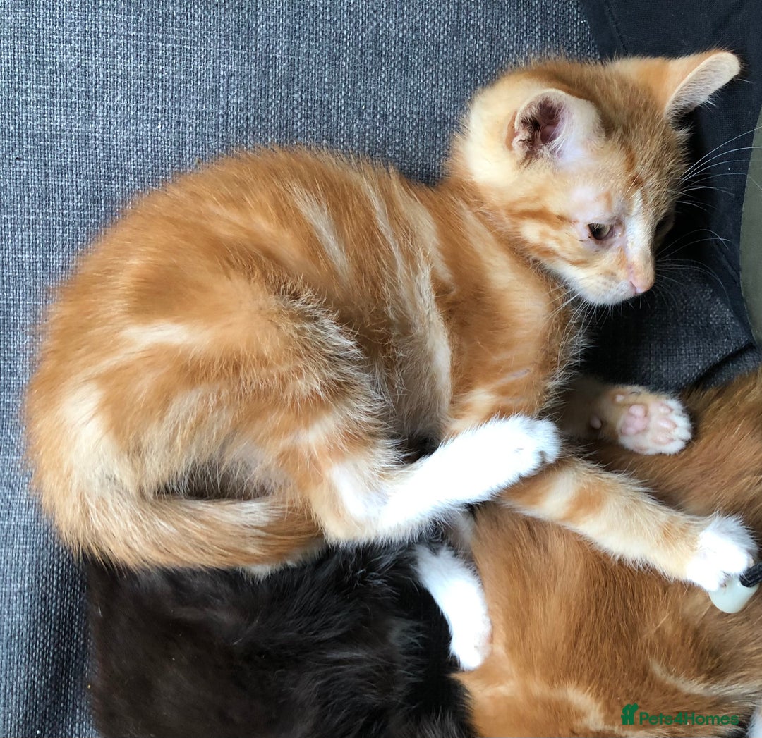 Mixed Breed cats for sale: Three Male Ginger & White Kittens Available - Image 4
