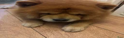 Chow Chow dogs for sale: Chow chow puppies for sale  - Advert 1