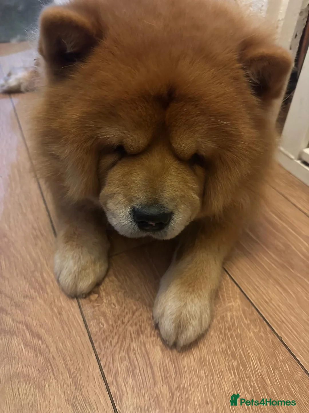 Chow Chow dogs for sale: Chow chow puppies for sale  - Advert 1
