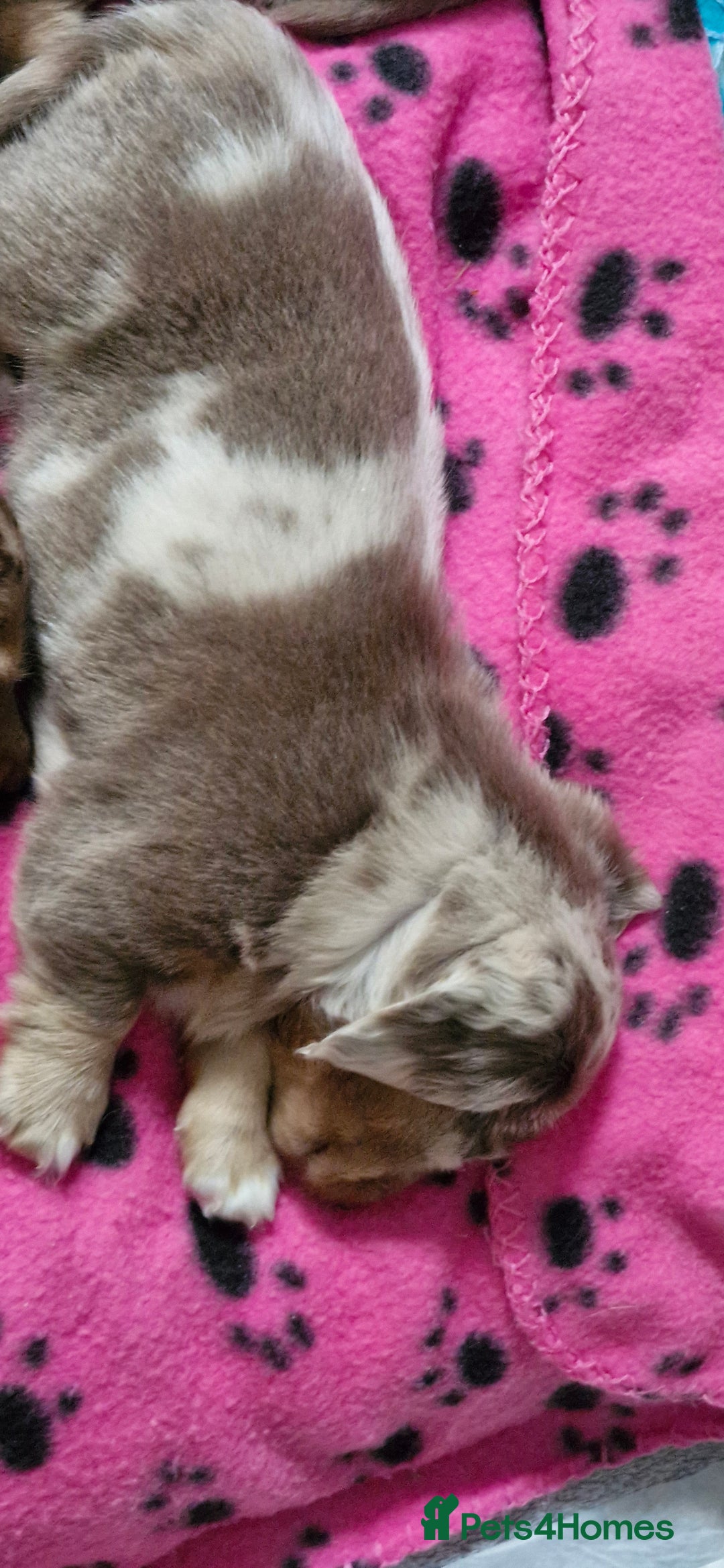 Miniature Dachshund dogs for sale: Longhaired miniature dachshunds  - Image 16