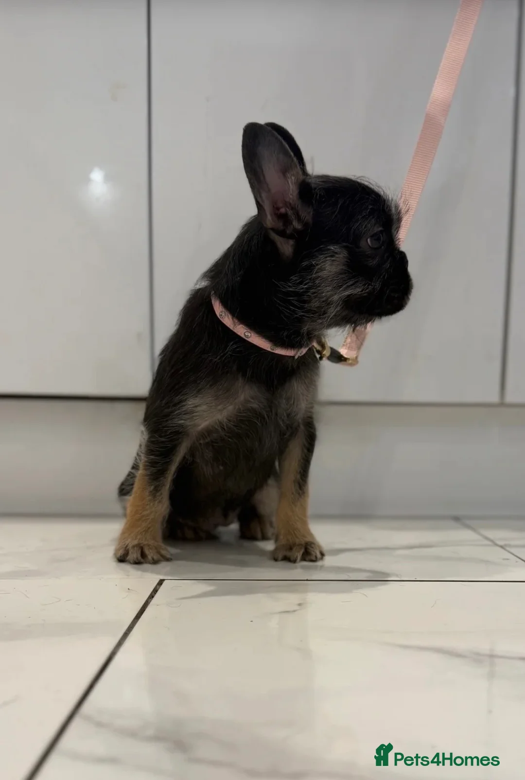 French Bulldog dogs for sale: Beautiful French Bulldog Puppy  - Advert 3