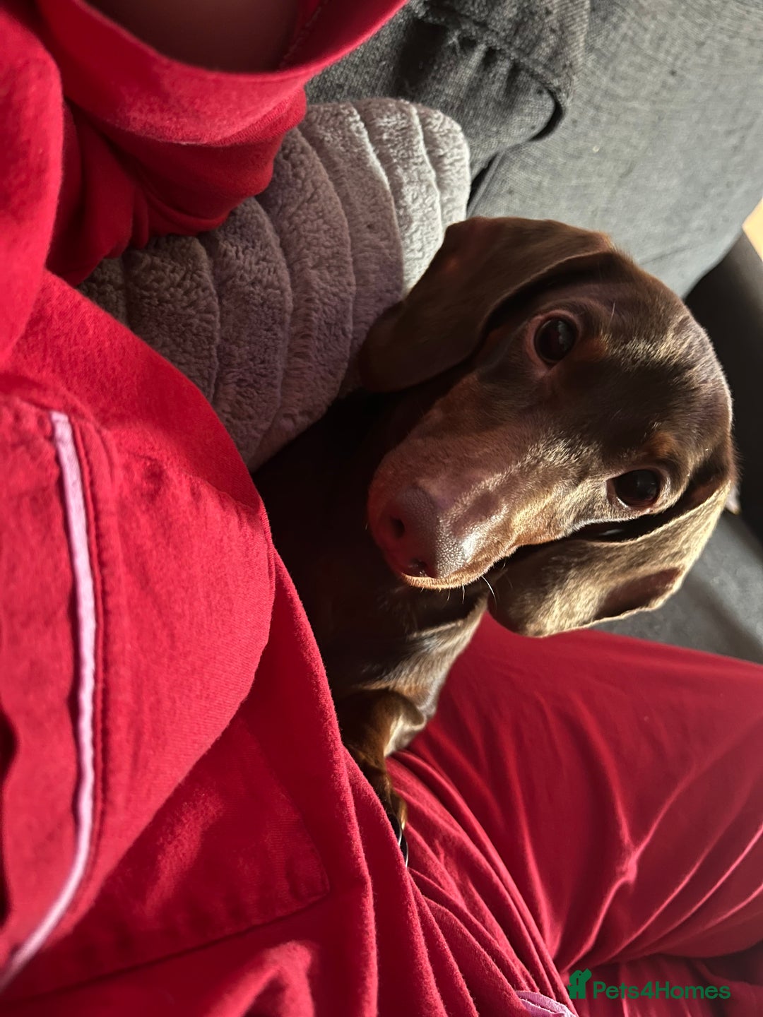 Miniature Dachshund dogs for sale: 2 beautiful miniature dachshunds  - Image 17