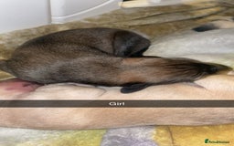 Mixed Breed dogs for sale: Stunning saluki greyhound puppies!  - Image 24