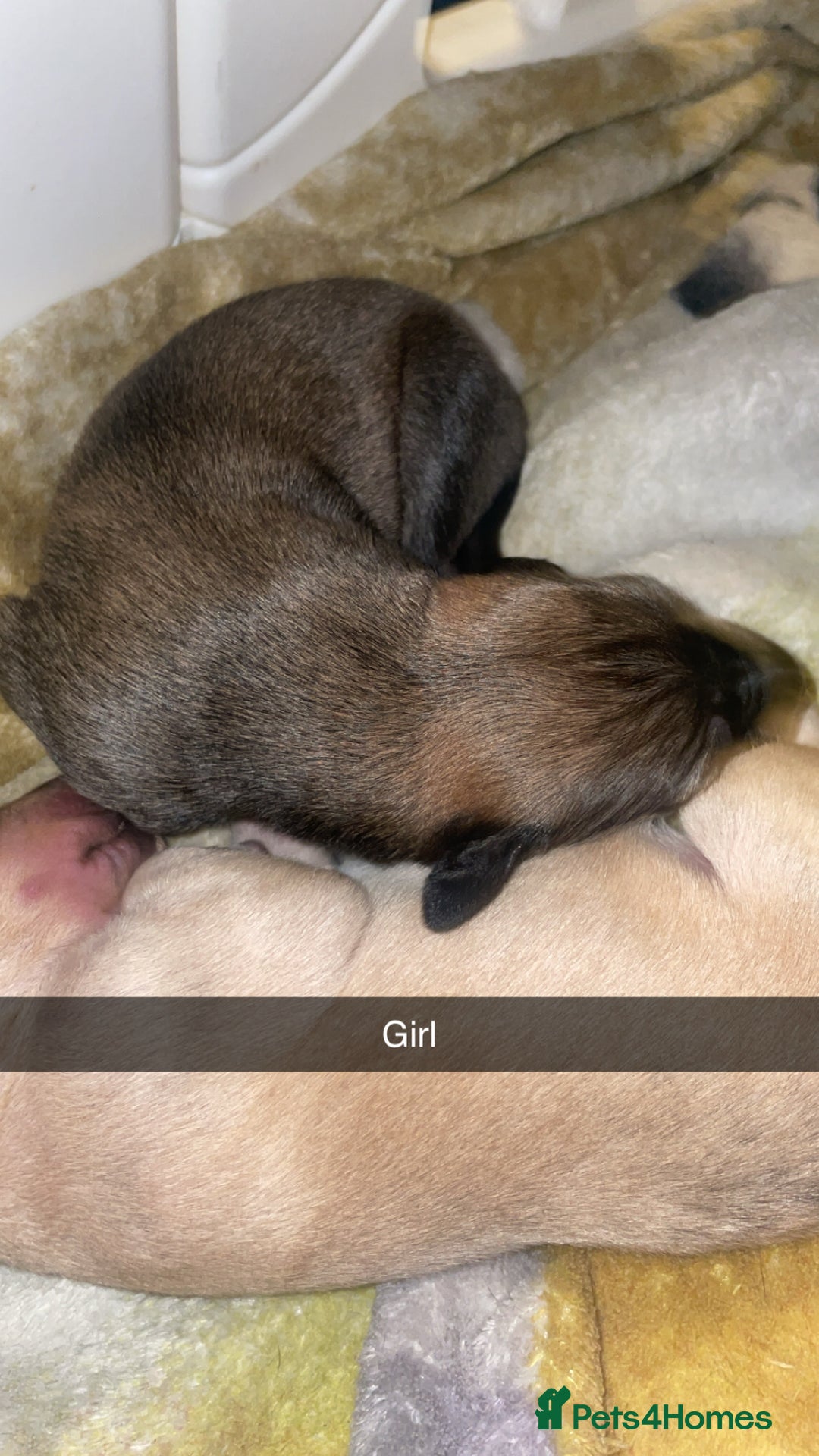 Mixed Breed dogs for sale: Stunning saluki greyhound puppies!  - Image 24