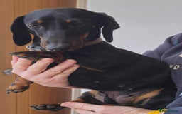 Miniature Dachshund dogs for sale: Miniature dachshund female - Image 24