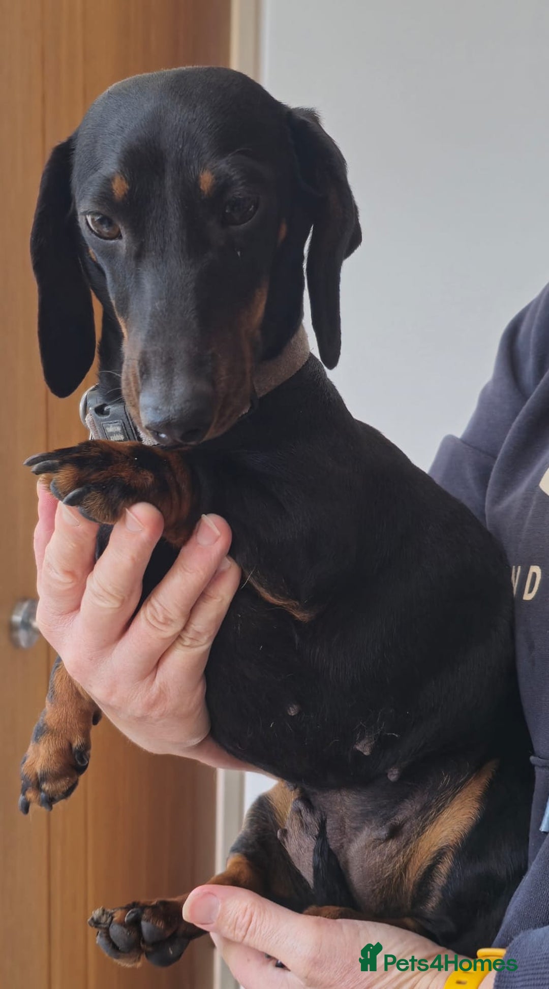 Miniature Dachshund dogs for sale: Miniature dachshund female - Image 24