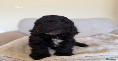 Cockapoo dogs - Advert 16
