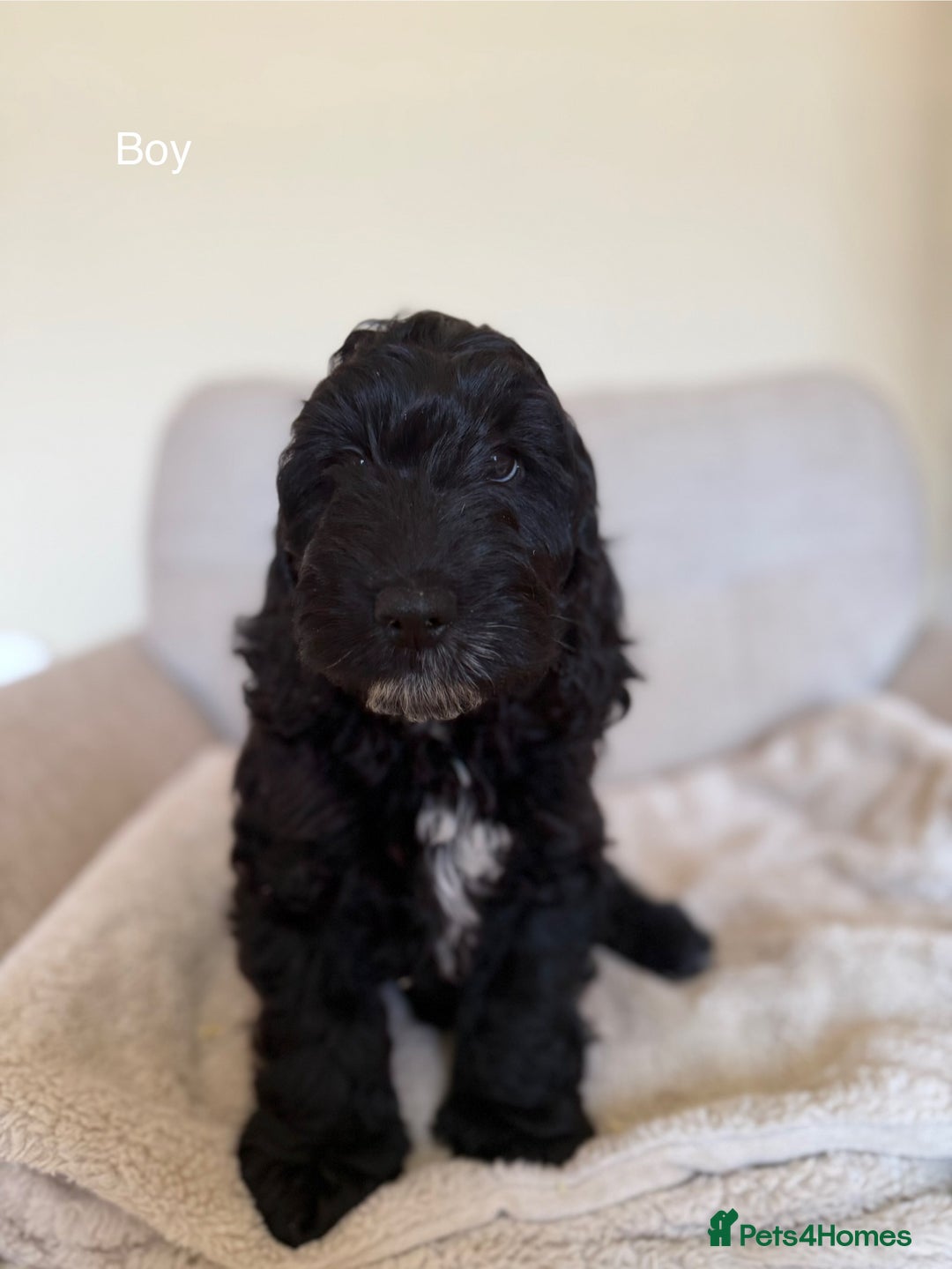 Cockapoo dogs for sale: F1 Cockapoo Puppy’s - READY TO LEAVE - Image 2