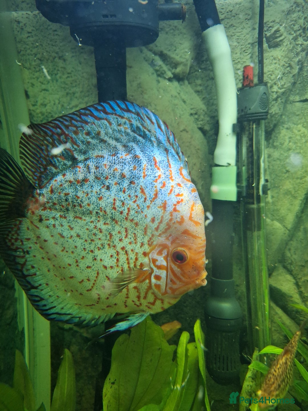 Discus fish for sale: Discus,  Well grown discus fish  - Image 7