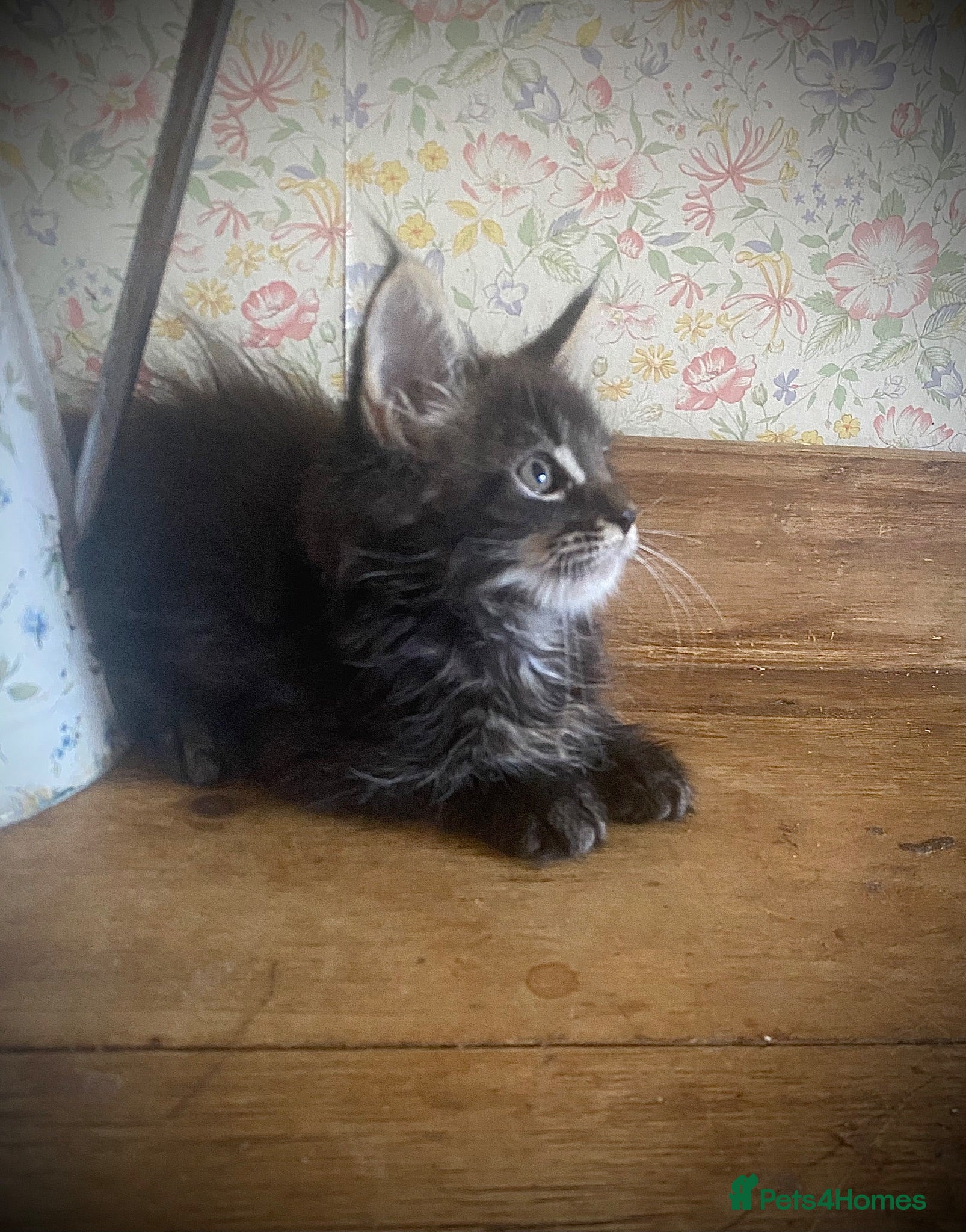 Maine Coon cats Full Maine Coon Russian Maine coon Kittens Males  - Advert 2