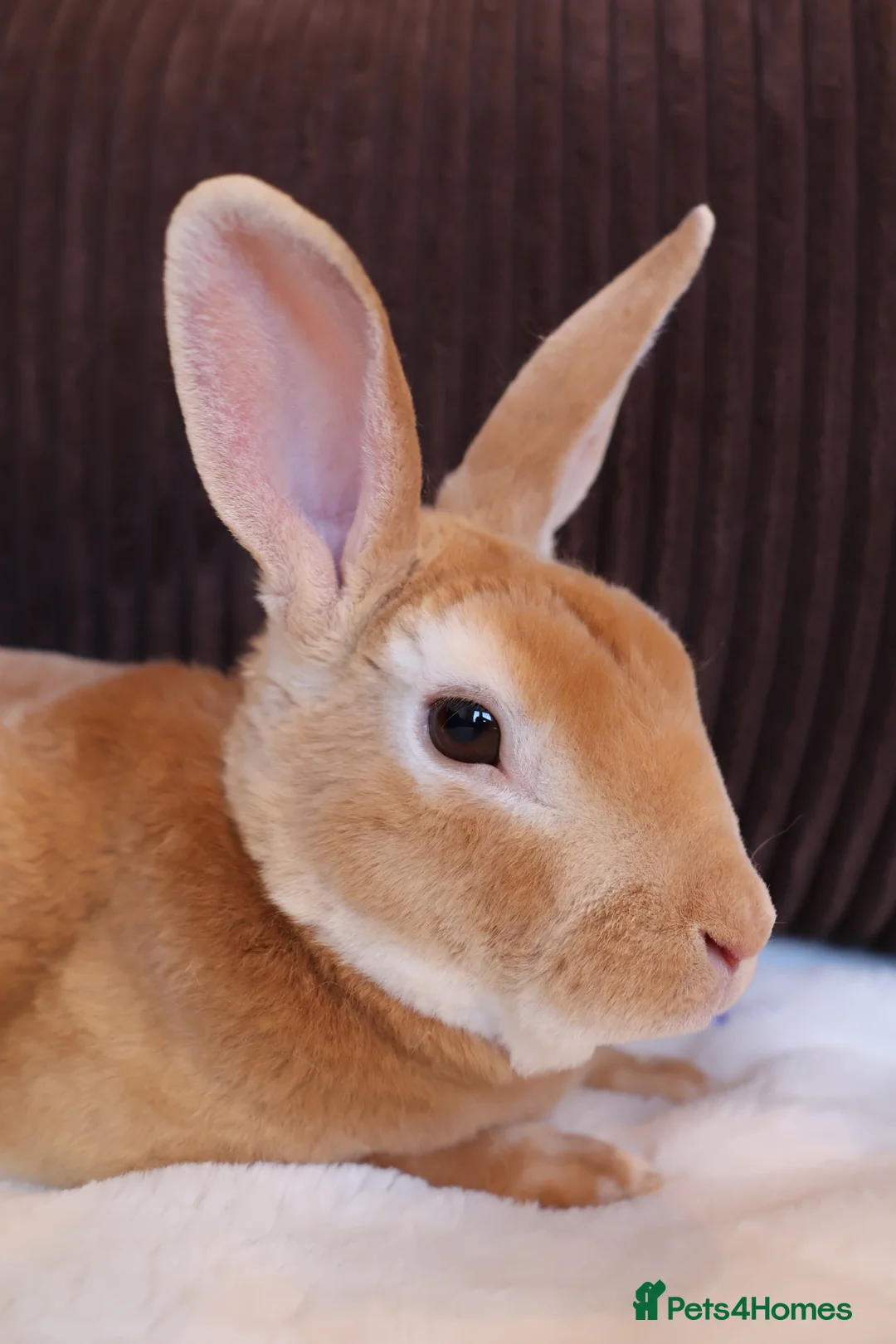 Rex rabbits for sale: Vaccinated Beautiful 1 year old mini Rex buck  - Advert 2