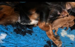 Cavapoo dogs for sale: Gorgeous Red Cavapoo Pups  - Image 4