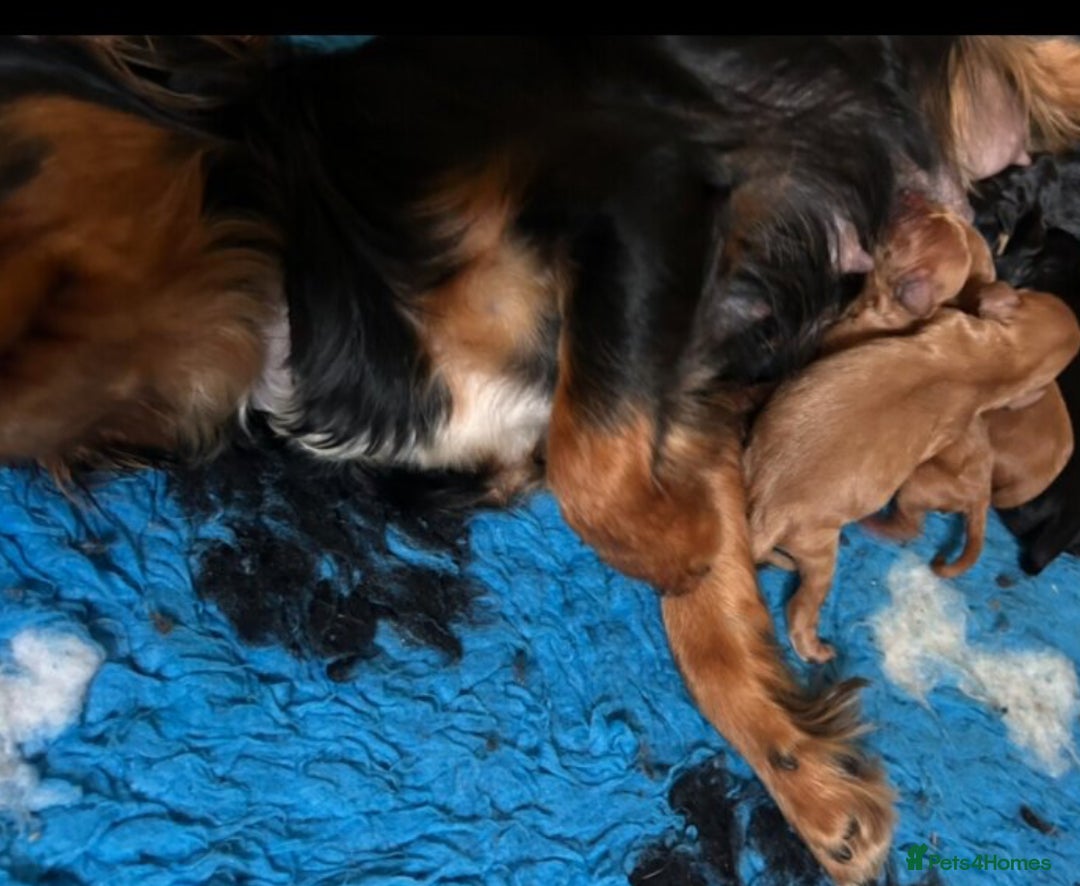 Cavapoo dogs for sale: Gorgeous Red Cavapoo Pups  - Image 4