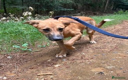 Mixed Breed dogs for adoption: Laska - Norwich Norfolk  - Image 11