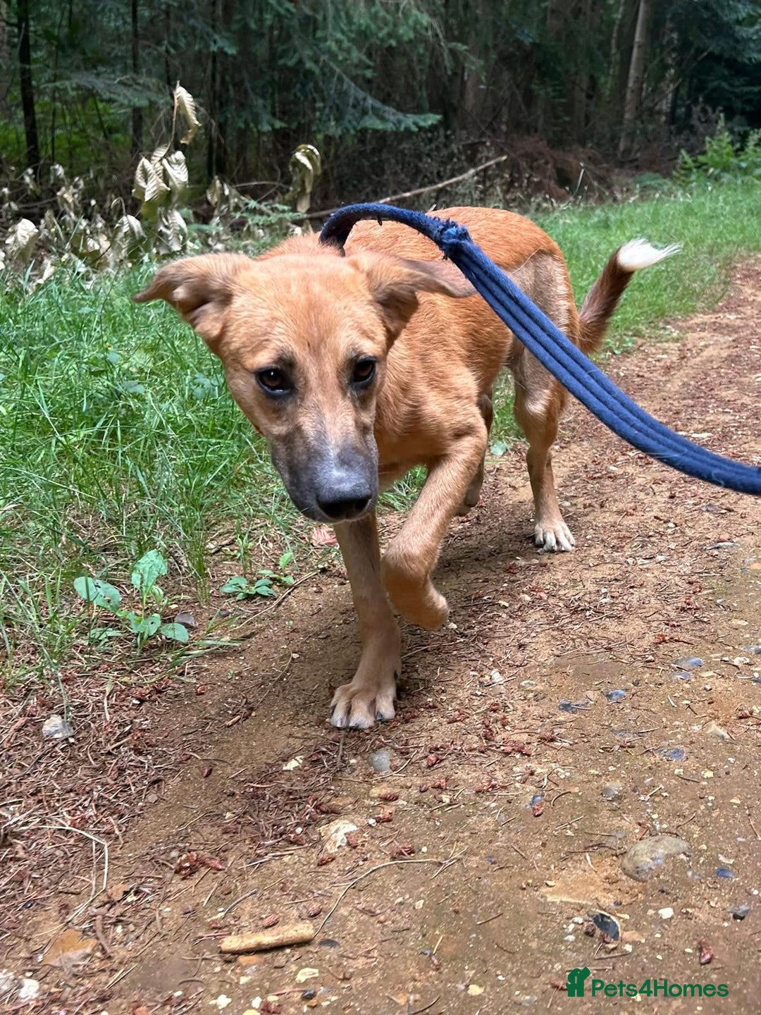 Mixed Breed dogs for adoption: Laska - Norwich Norfolk  - Image 11
