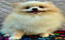 Pomeranian dogs for adoption: ToTo: A Little Angel - Image 4