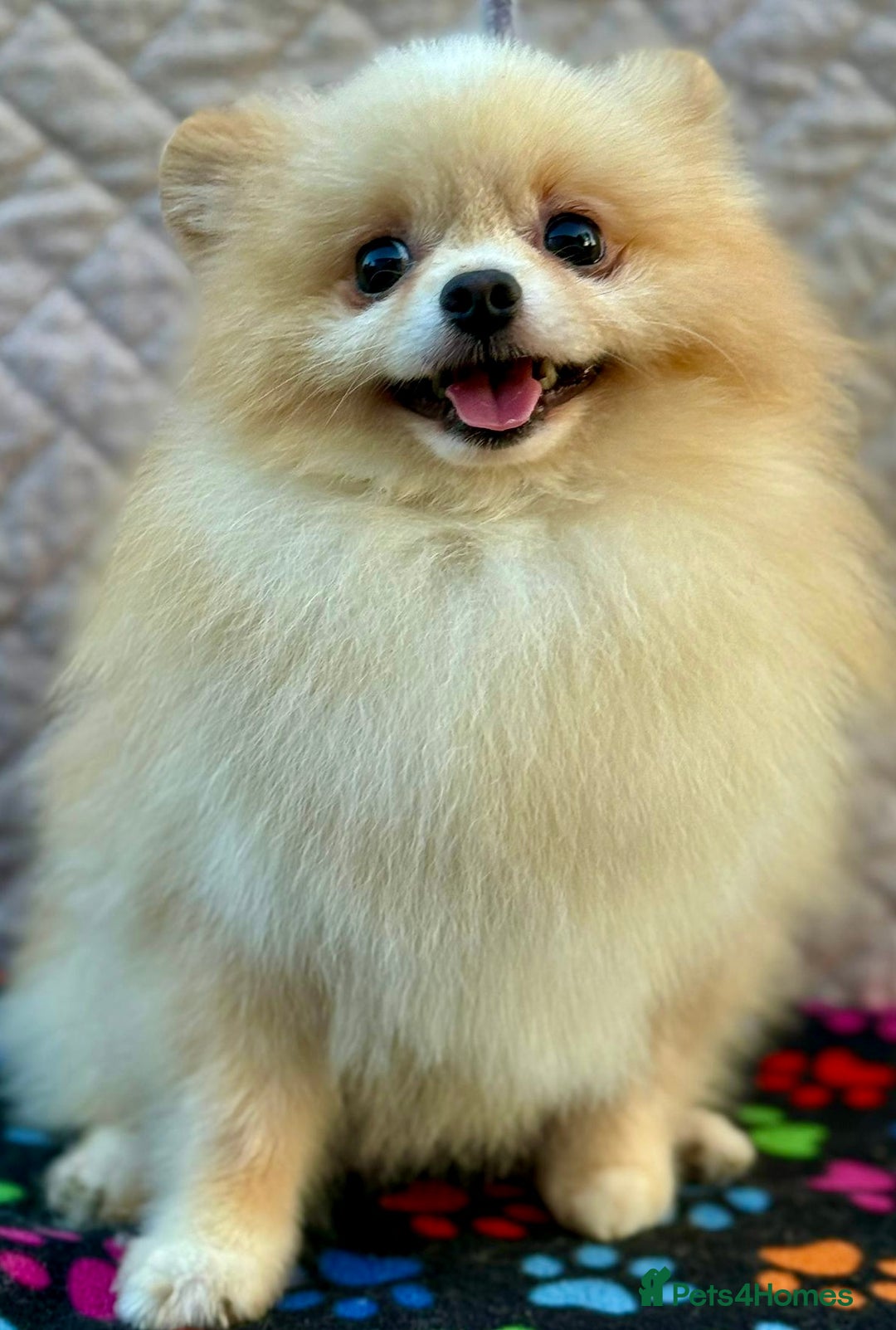 Pomeranian dogs for adoption: ToTo: A Little Angel - Image 4