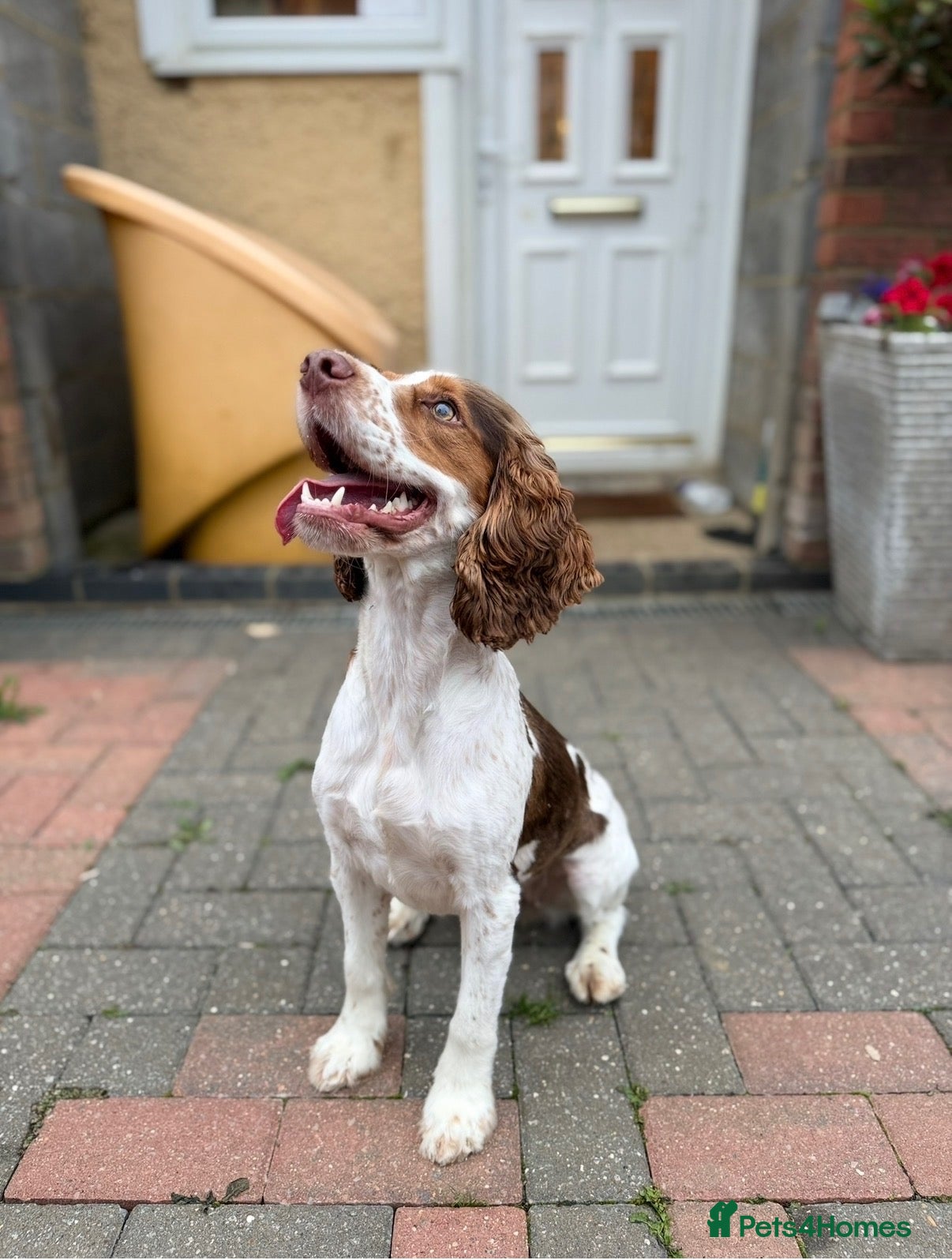 Cocker Spaniel dogs Working cocker spaniel puppies  - Advert 2